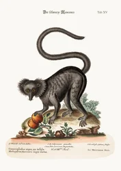 The Black Maucauco, 1749-73